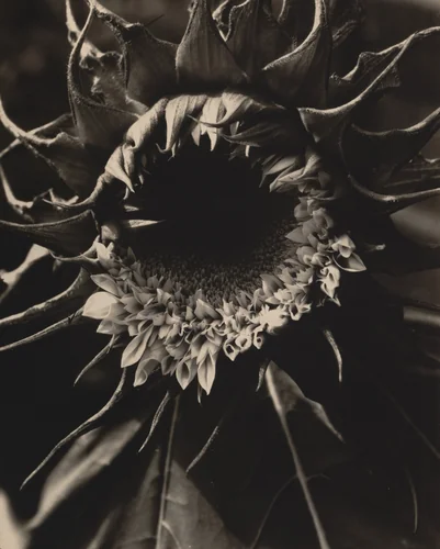 Sunflowers from Seed to Seed by Edward Steichen, photograph, 1920
