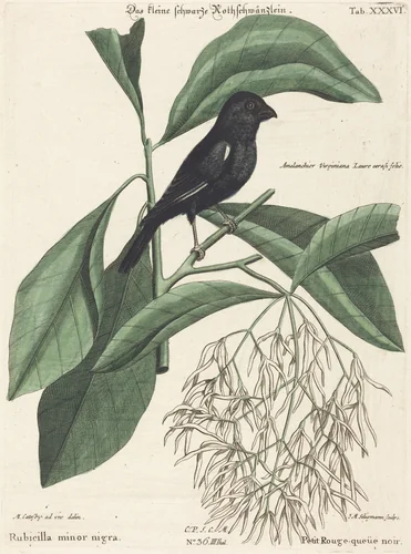 The Little Black Bullfinch (Rubicilla minor nigra) by Johann Michael Seligmann, Mark Catesby, print, 1743-1762