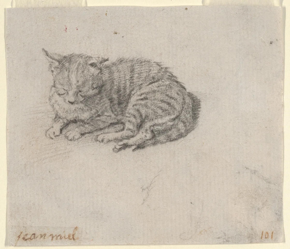 Study of a Sleeping Cat by Jan Miel, drawing, 1619-1664