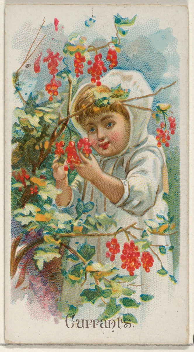 Currants, from the Fruits series (N12) for Allen & Ginter Cigarettes Brands by Allen & Ginter, print, 1891