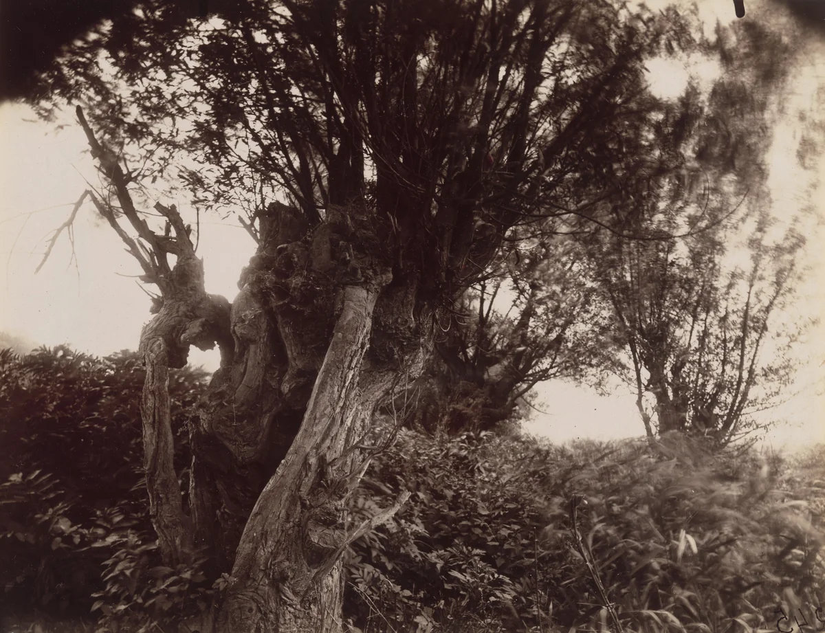 Saules by Eugène Atget, photograph, 1925