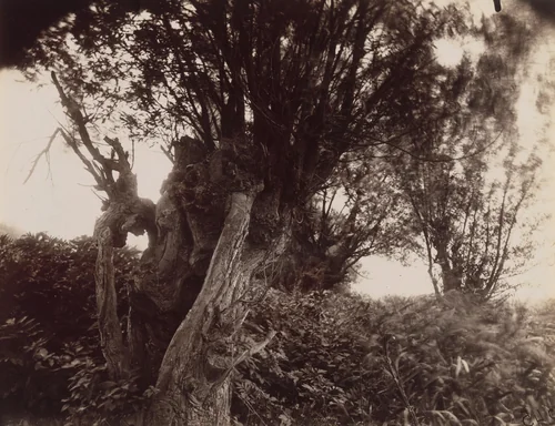Saules by Eugène Atget, photograph, 1925