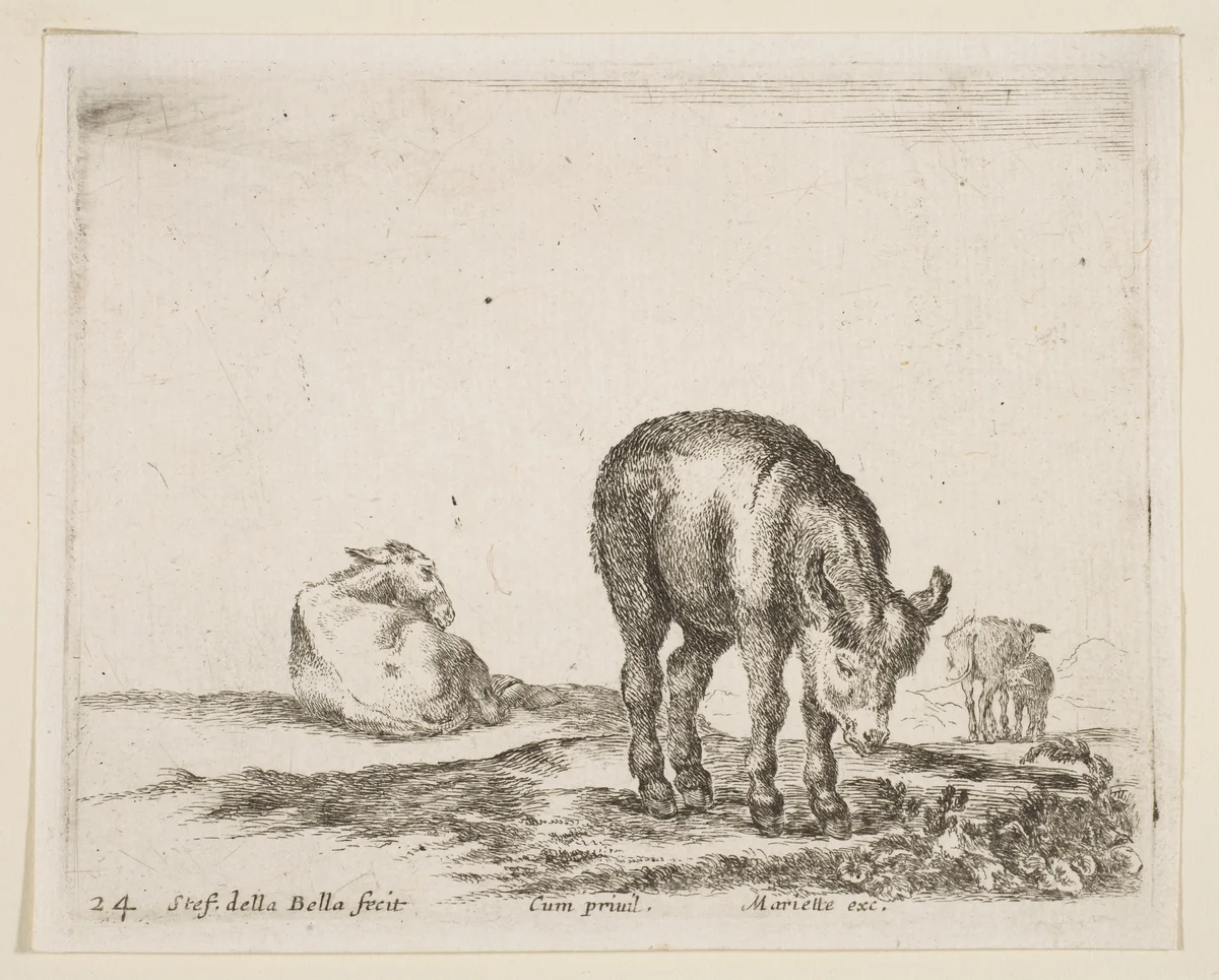 Donkeys, plate 24 from "Various Animals" (Diversi Animali) by Stefano della Bella, print, 1636-1646