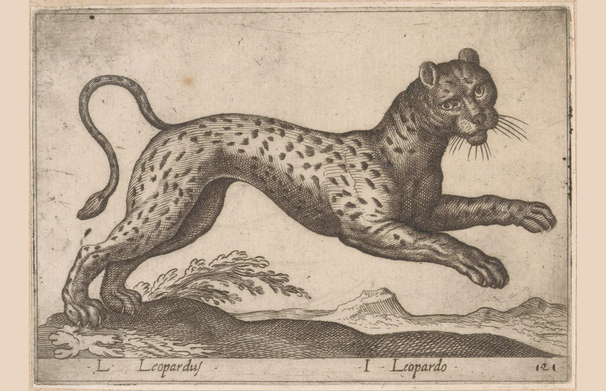 Luipaard by Antonio Tempesta, print, 1565-1630