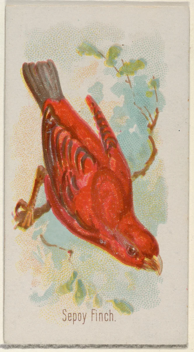 Sepoy Finch, from the Song Birds of the World series (N23) for Allen & Ginter Cigarettes by Allen & Ginter, print, 1890