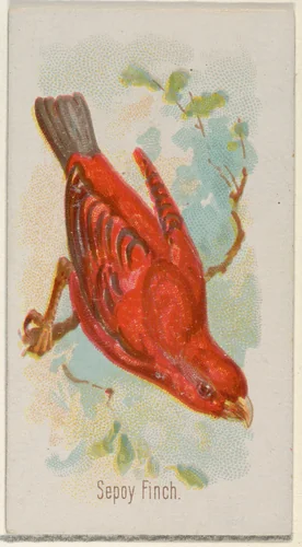 Sepoy Finch, from the Song Birds of the World series (N23) for Allen & Ginter Cigarettes by Allen & Ginter, print, 1890