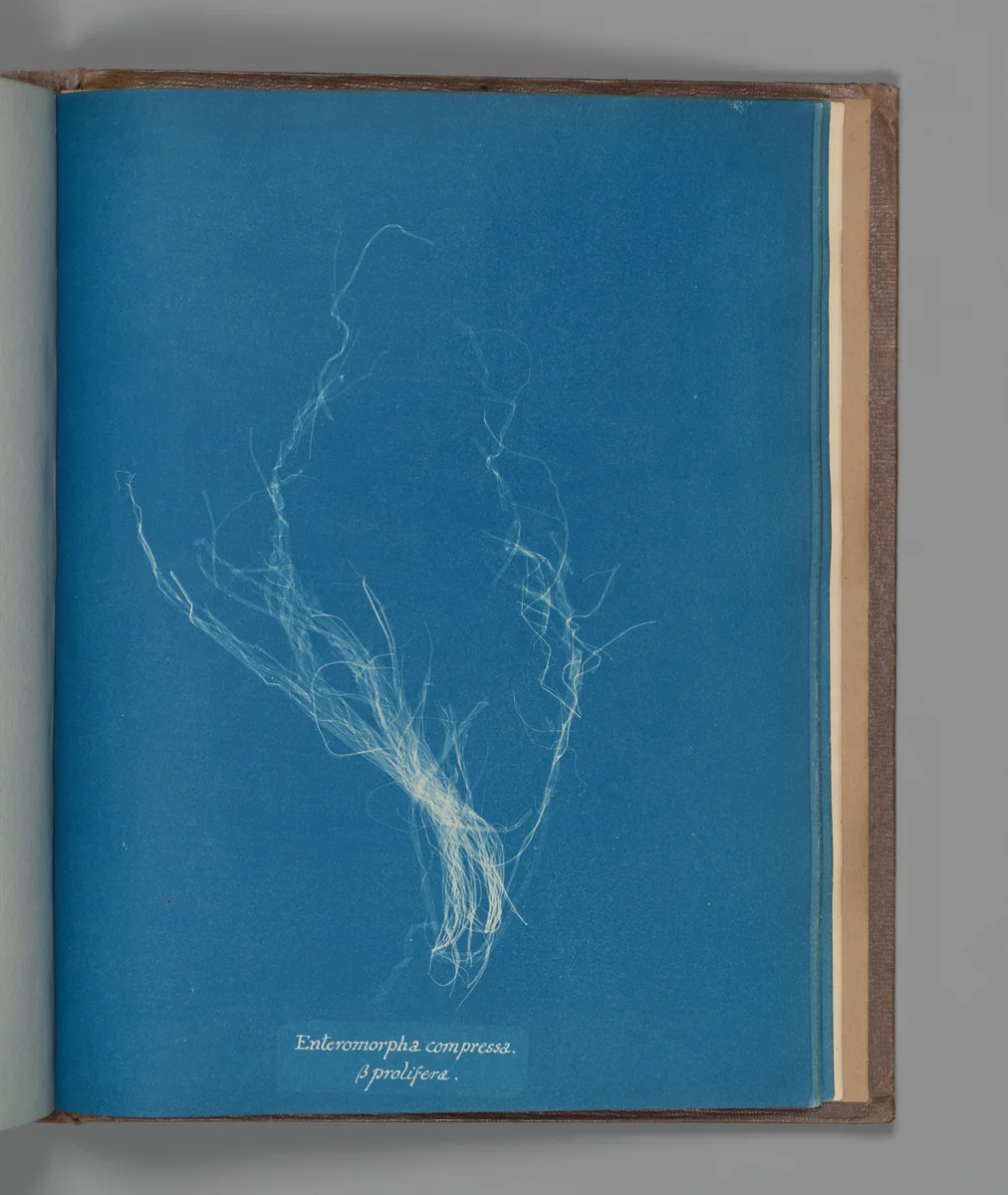 Enteromorpha compressa, ß prolifera by Anna Atkins, photograph, 1851-1855