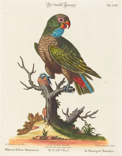 Parrot (Le Perroquet Brunatre. Pfittacus Fulcus Mexicanus) by Johann Sebastian Leitner; George Edwards, print, 1715-1795