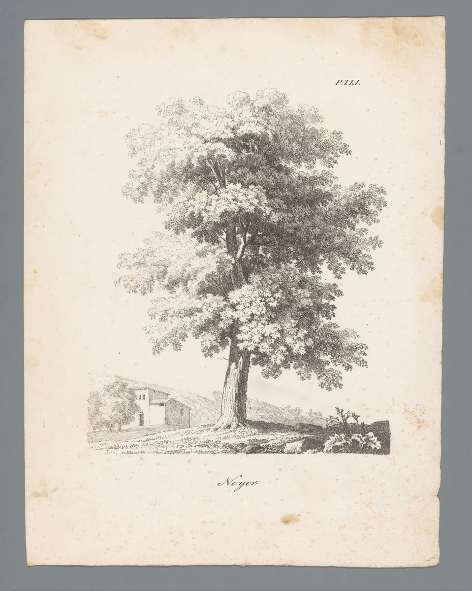 Walnotenboom by J. Bernard, print, 1820-1833