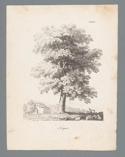 Walnotenboom by J. Bernard, print, 1820-1833