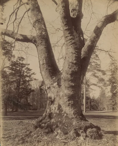 Platane-Trianon by Eugène Atget, photograph, 1910