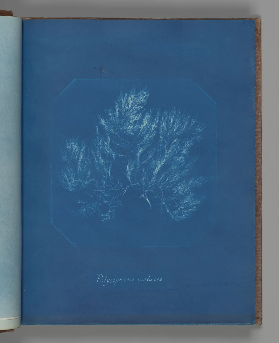 Polysiphonia violacea by Anna Atkins, photograph, 1851-1855