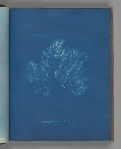 Polysiphonia violacea by Anna Atkins, photograph, 1851-1855