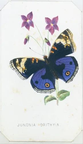 Junonia Orithyia from The Butterflies and Moths of America Part 1 by Louis Prang & Co., print, 1860