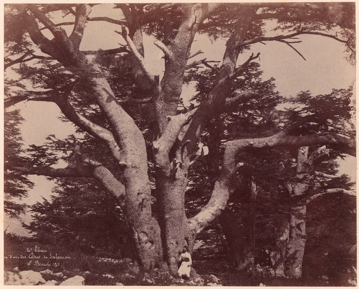 Mt. Liban. Tronc d'un des Cèdres de Salomon by Ernest Benecke, photograph, 1850-1853