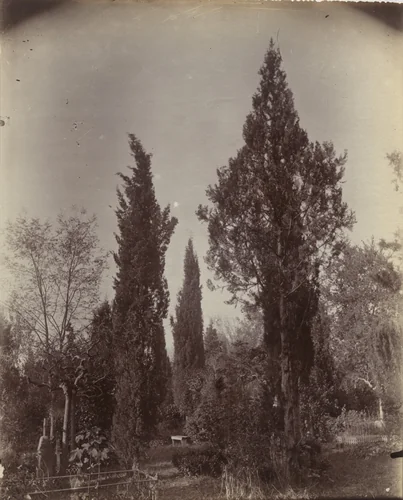 Cyprès by Eugène Atget, photograph, 1900