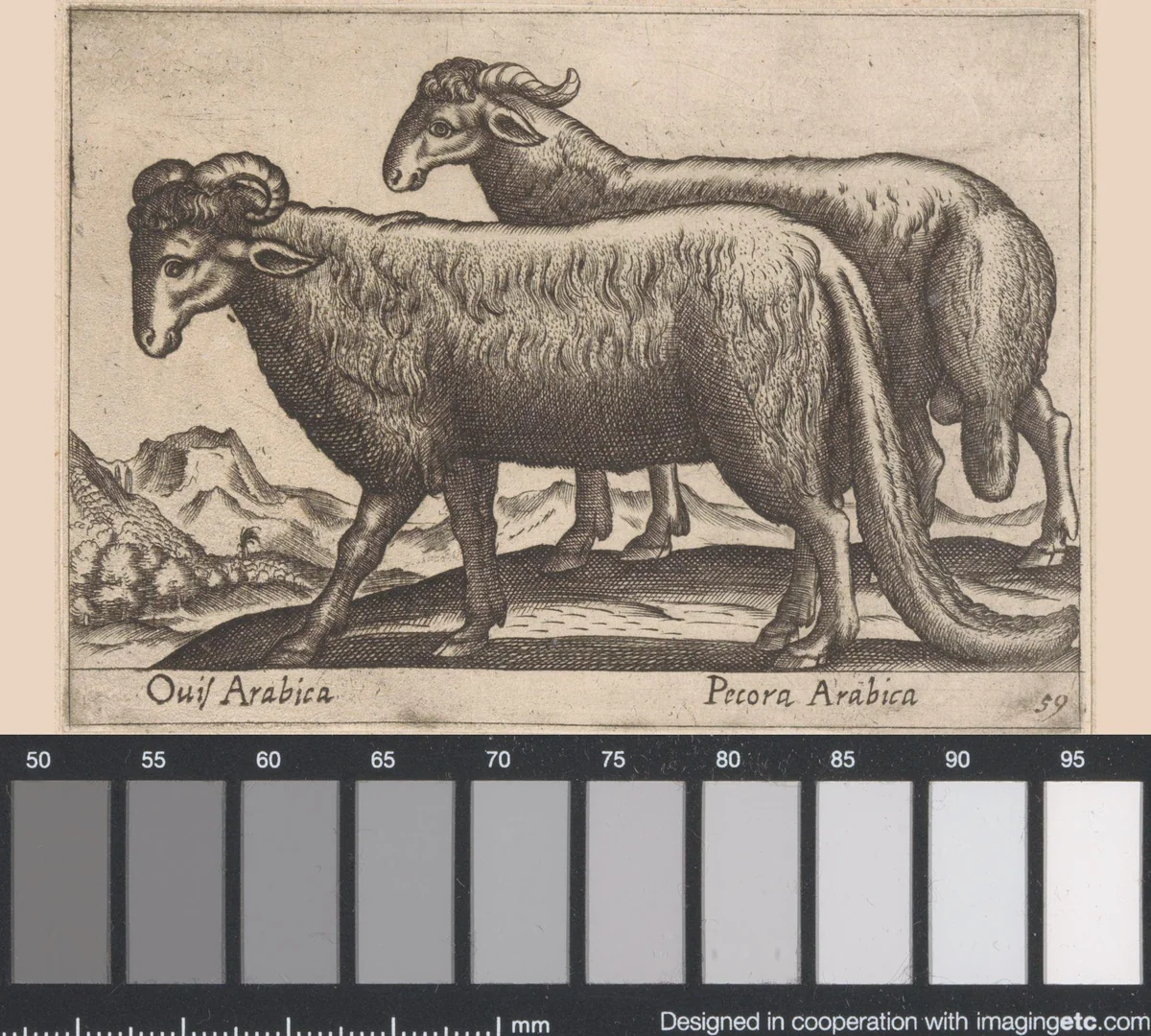 Twee soorten rammen by Antonio Tempesta, print, 1565-1630