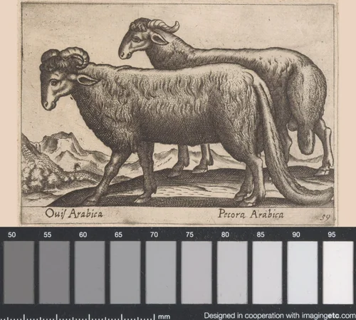 Twee soorten rammen by Antonio Tempesta, print, 1565-1630