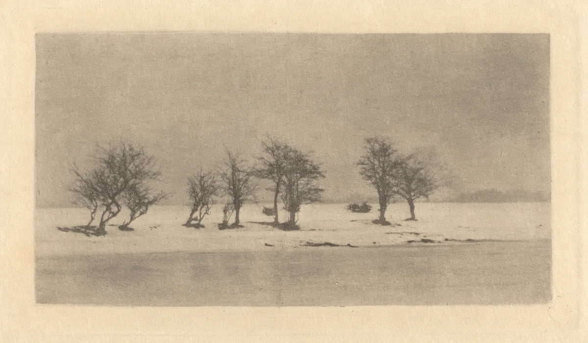 Gnarled-Thorn Trees by Peter Henry Emerson, photograph, 1885-1895