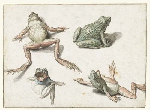 Four studies of a frog by Jacques de Gheyn, drawing, 1600-1604