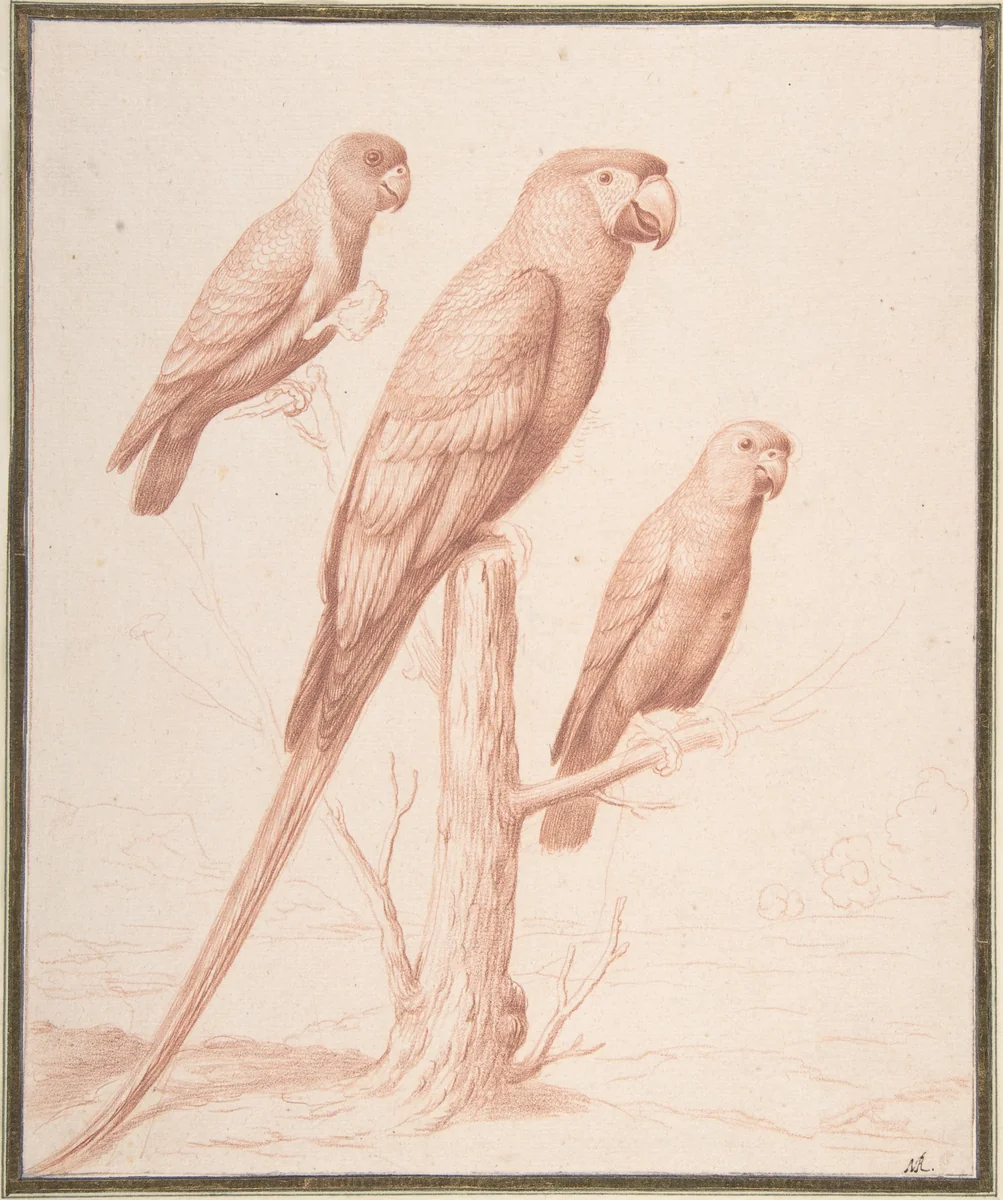 Three Parrots by Nicolas Robert, drawing, 1670-1680