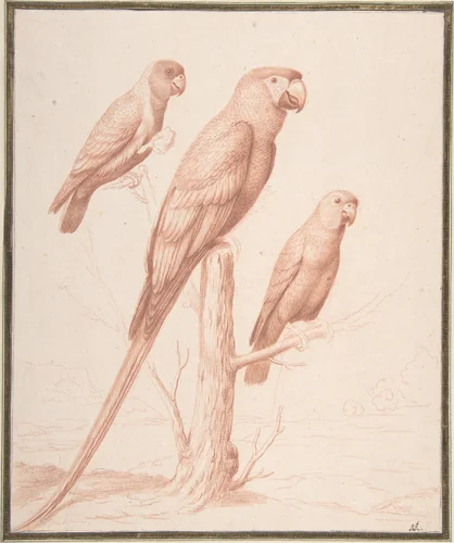 Three Parrots by Nicolas Robert, drawing, 1670-1680