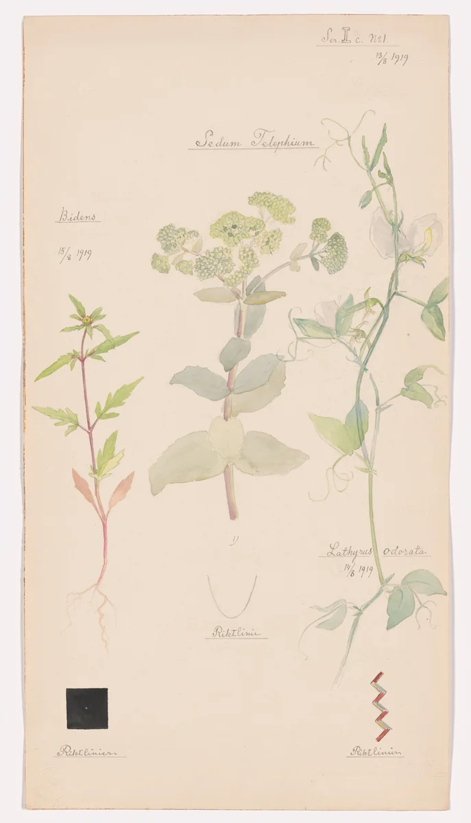 Hylotelephium telephium (Orpine), Lathyrus odoratus (Sweet Pea), Bidens tripartita (Three-Parted Beggarticks). Sheet 25 from the portfolio Nature Studies by Hilma af Klint, drawing, 1919