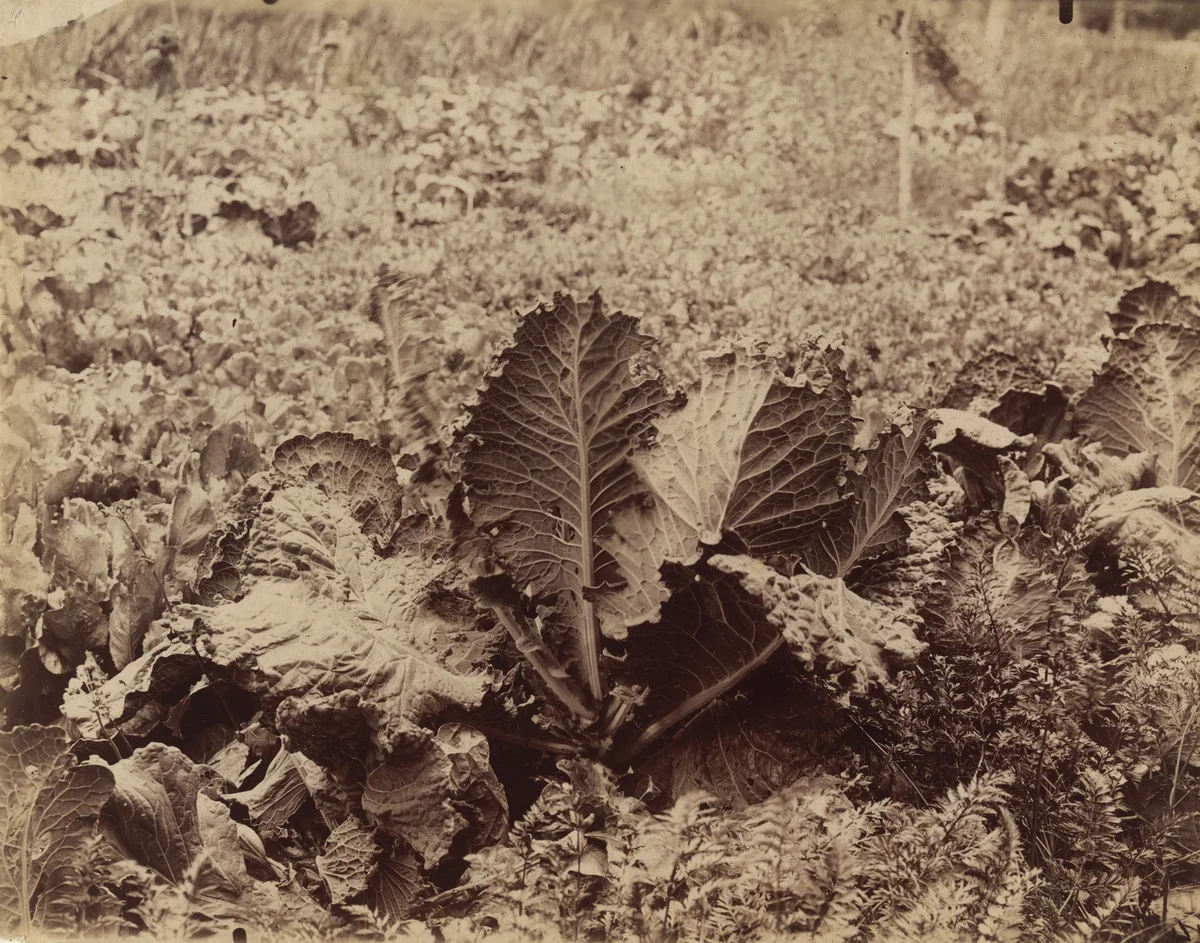 Choux by Eugène Atget, photograph, 1900