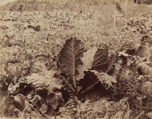 Choux by Eugène Atget, photograph, 1900