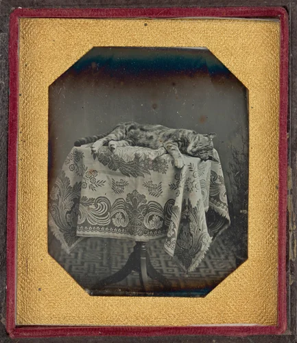 Portrait of a Sleeping Cat by American 19th Century, photograph, 1840-1850