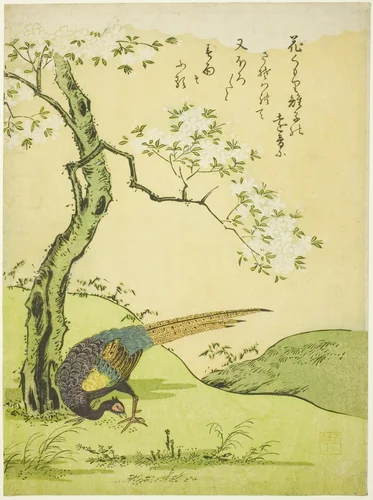 Cherry Tree and Pheasant by Komatsuya Hyakki, print, 1765