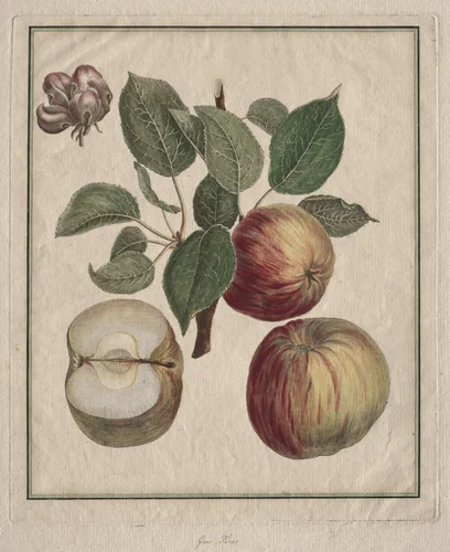 Apple with Leaf and Fruit Blossom by Henri Louis Duhamel du Monceau, print, 1768