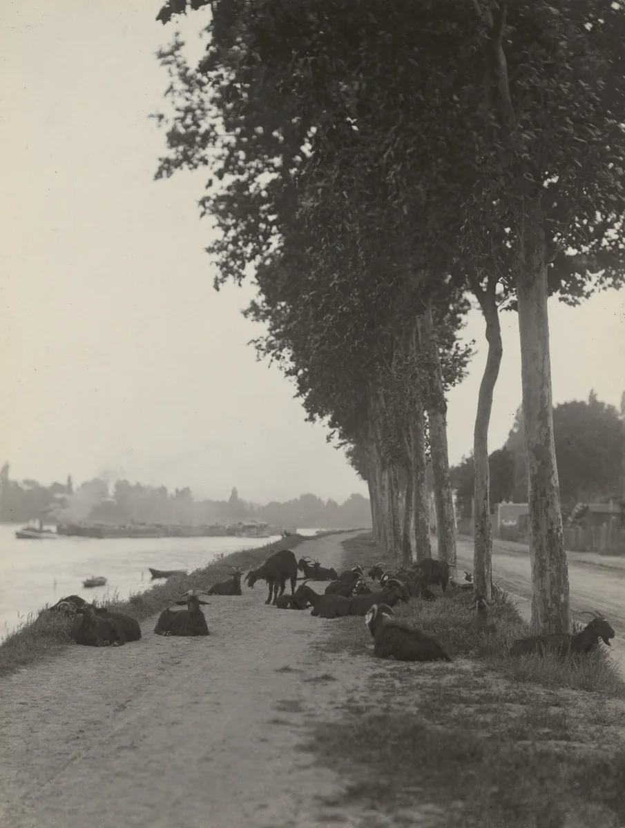 Goats outside Paris by Alfred Stieglitz, photograph, 1894