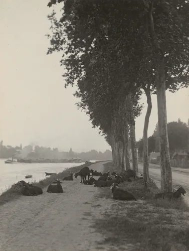 Goats outside Paris by Alfred Stieglitz, photograph, 1894