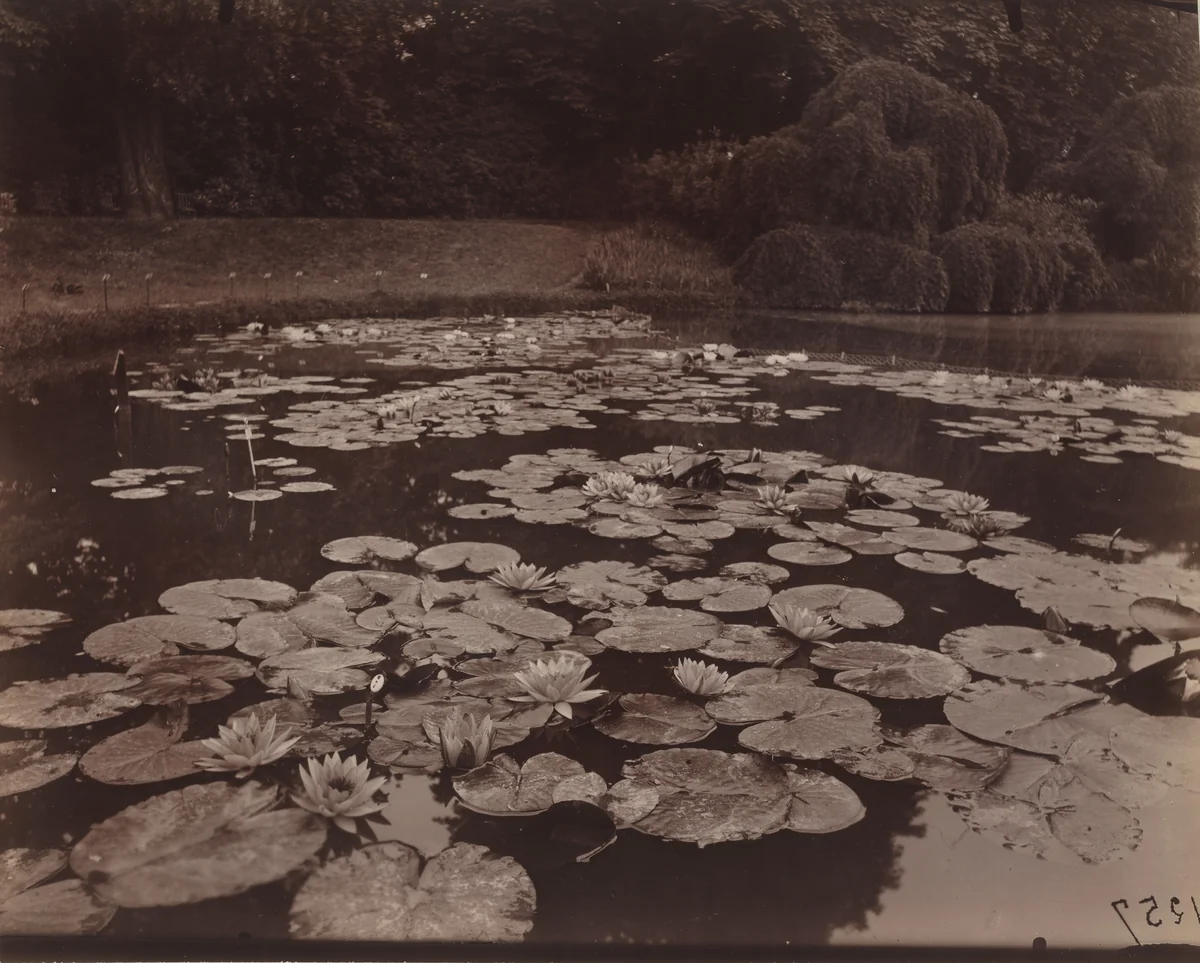 Nymphéas (Bagatelle) by Eugène Atget, photograph, 1925