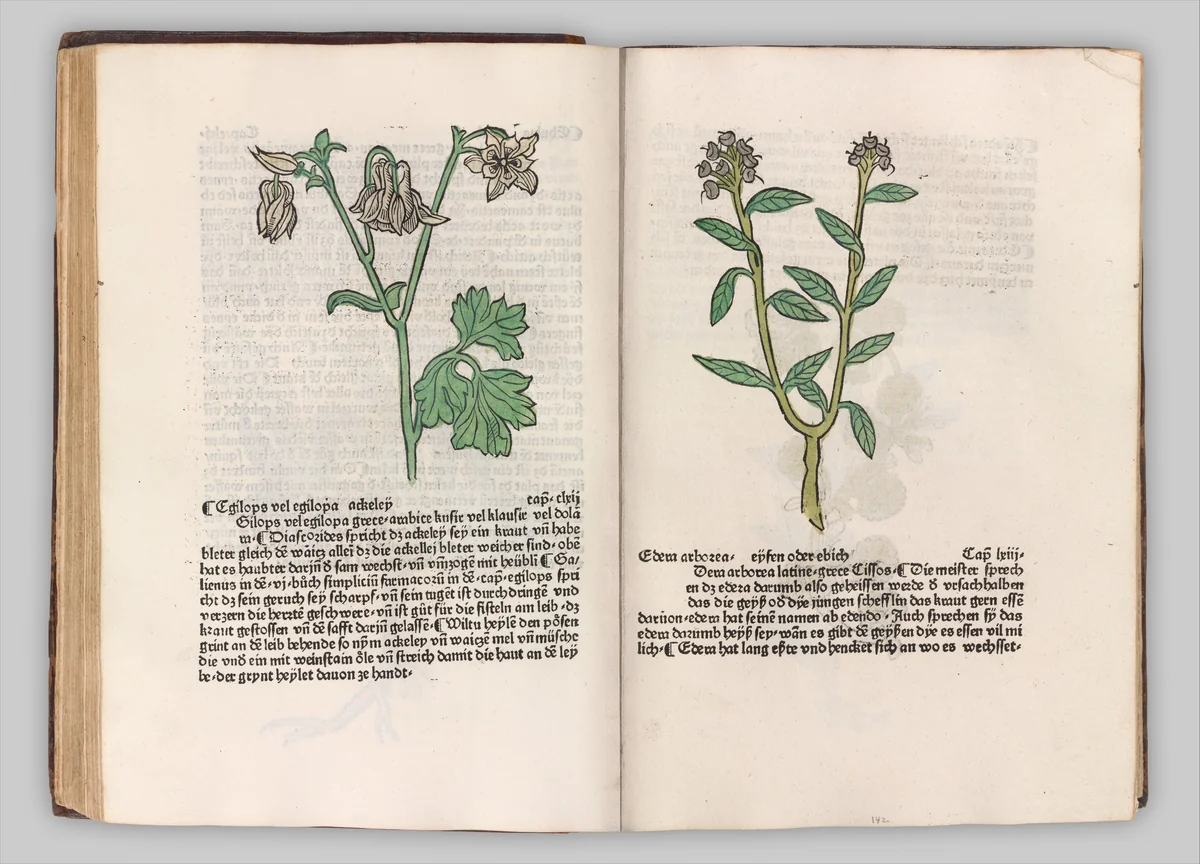 Herbarius - Gart der gesuntheit - Hortus sanitatis by Hans Schönsperger, book, 1485