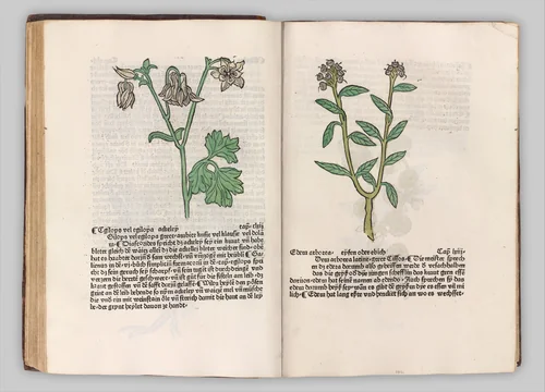 Herbarius - Gart der gesuntheit - Hortus sanitatis by Hans Schönsperger, book, 1485