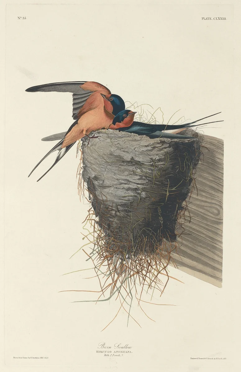 Barn Swallow by Robert Havell, Jr.; John James Audubon, print, 1833