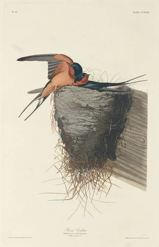 Barn Swallow by Robert Havell, Jr.; John James Audubon, print, 1833
