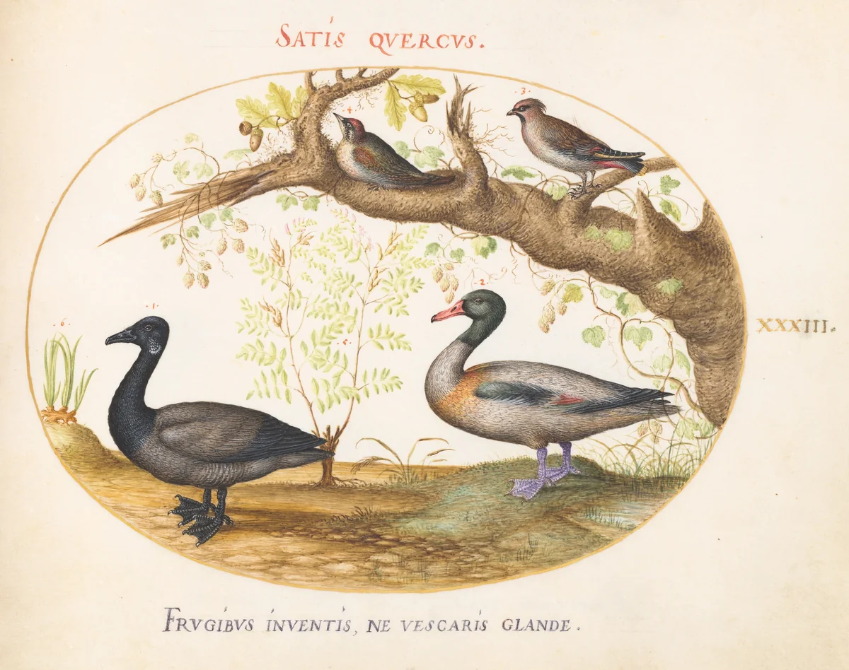 Plate 33: A Pair of Bohemian Waxwings, a Shelduck(?), and a Brant Goose with a Ginger Plant by Joris Hoefnagel, drawing, 1570-1599