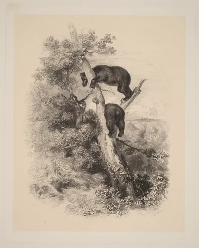 Deux Ours by Karl Bodmer, print, 1809-1893