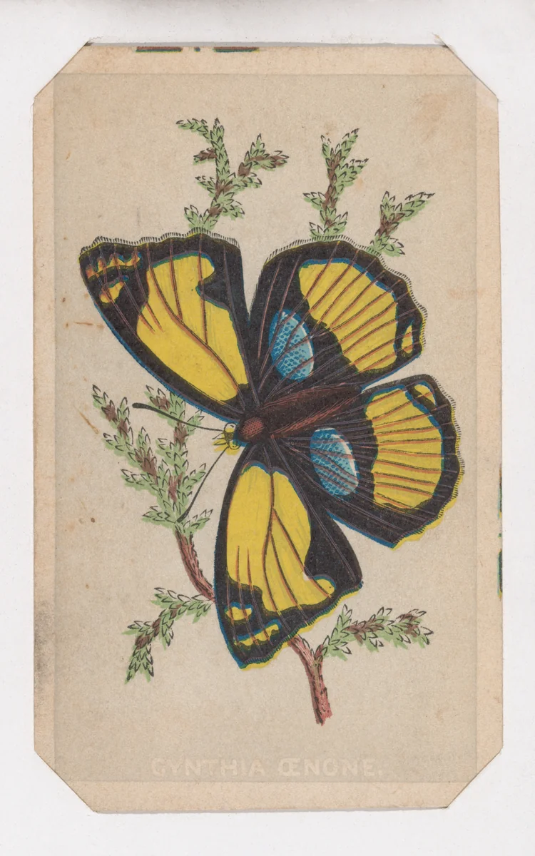 Cynthia Cenone butterfly card from the Butterflies and Moths of America series by Louis Prang & Co., print, 1862-1869