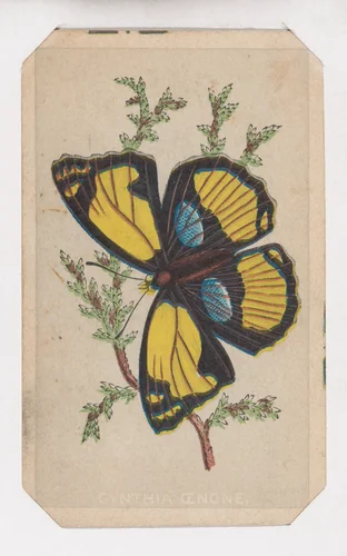Cynthia Cenone butterfly card from the Butterflies and Moths of America series by Louis Prang & Co., print, 1862-1869