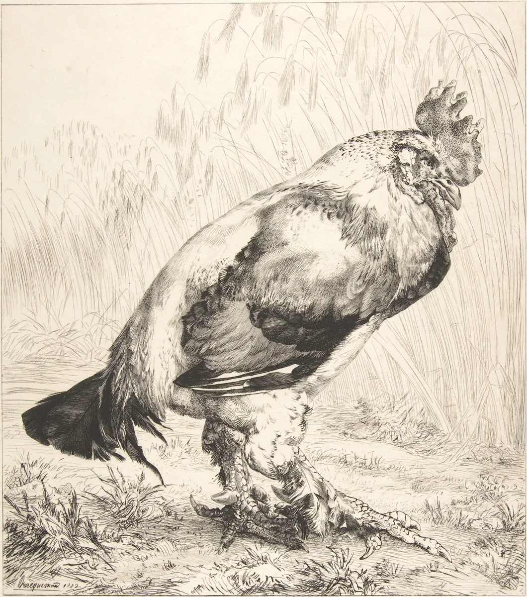 The Old Cock by Félix Bracquemond, print, 1882
