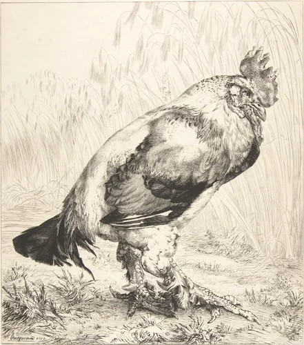 The Old Cock by Félix Bracquemond, print, 1882