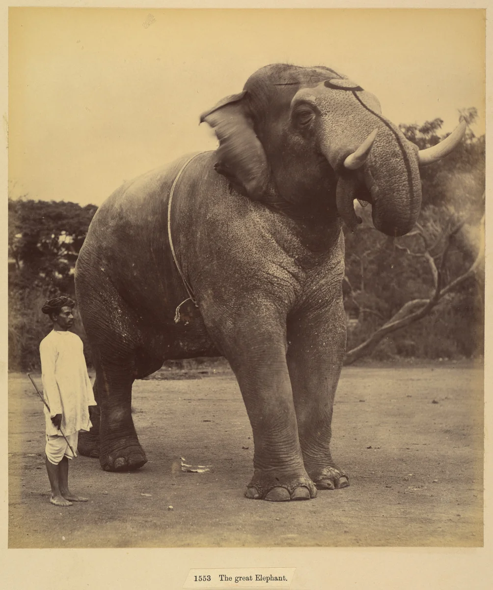 The Great Elephant by Lala Deen Dayal, photograph, 1885-1900