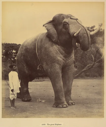 The Great Elephant by Lala Deen Dayal, photograph, 1885-1900