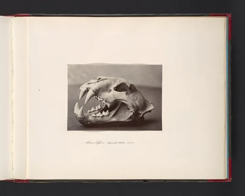 Siam Tiger. Size of Skull 13x8 by John Thomson, photograph, 1865