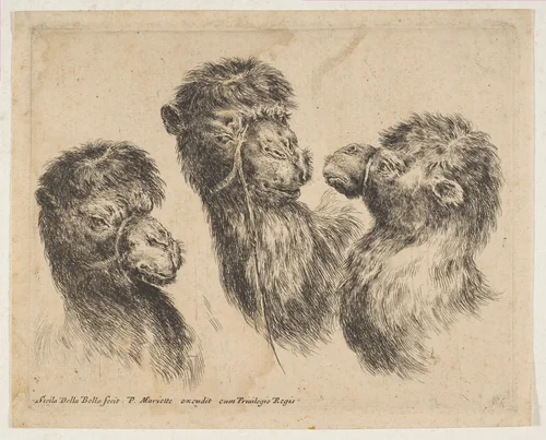 Three Camel Heads by Stefano della Bella, print, 1636-1646