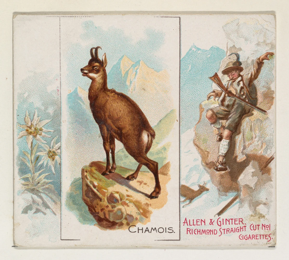 Chamois, from Quadrupeds series (N41) for Allen & Ginter Cigarettes by Allen & Ginter, print, 1890